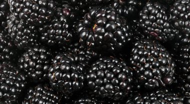 bir sürü BlackBerry