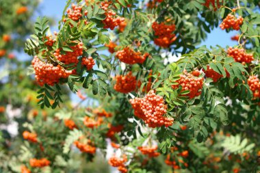 Kuru ve güneşli bir günde Ashberry