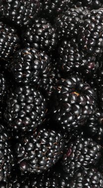 bir sürü BlackBerry