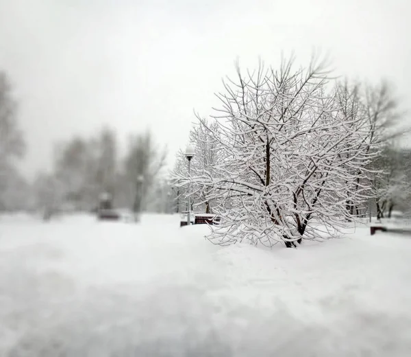 Parc municipal après les chutes de neige le jour — Photo