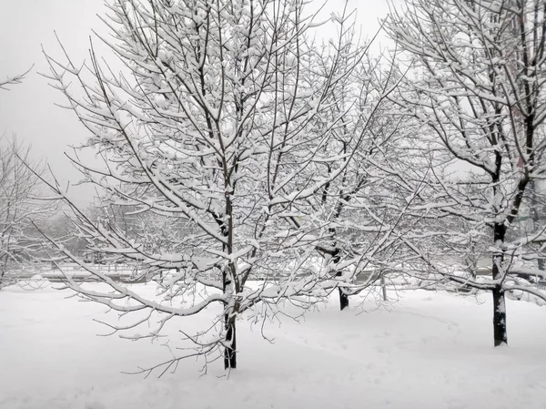 Parque de la ciudad después de nevadas en el día — Foto de Stock