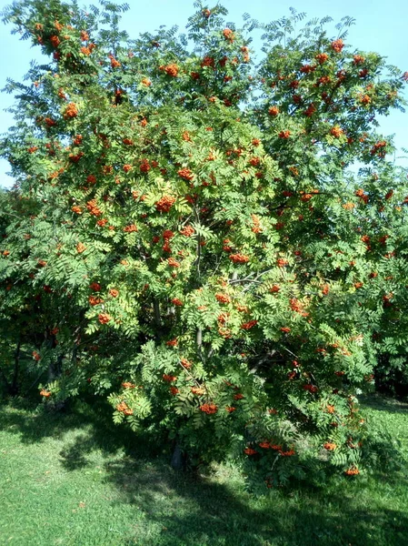 Ashberry a giorno soleggiato secco — Foto Stock