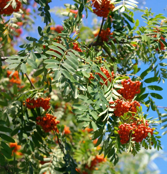 Ashberry à la journée sèche ensoleillée — Photo