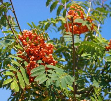 Kuru ve güneşli bir günde Ashberry