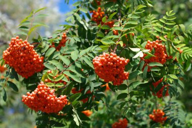 Kuru ve güneşli bir günde Ashberry