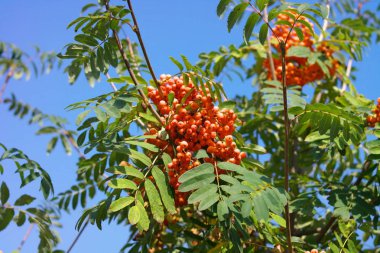 Kuru ve güneşli bir günde Ashberry