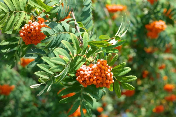 Ashberry at dry sunny day — Stock Photo, Image