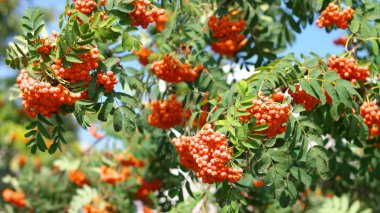Kuru ve güneşli bir günde Ashberry