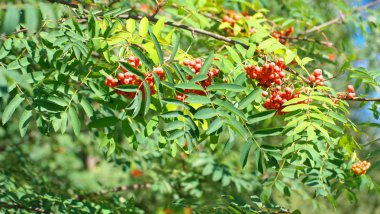 Kuru ve güneşli yaz gününde Ashberry