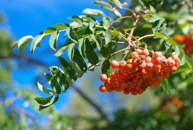 Kuru ve güneşli yaz gününde Ashberry