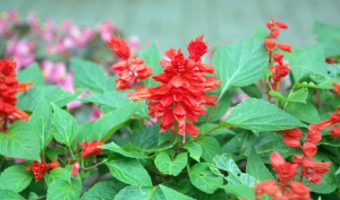 Kuru gün kırmızı küçük çiçekler