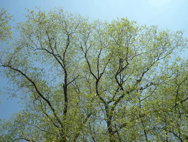 Ağaç bahar — Stok fotoğraf