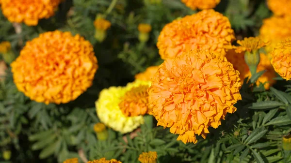 Flores amarillas en día seco — Foto de Stock