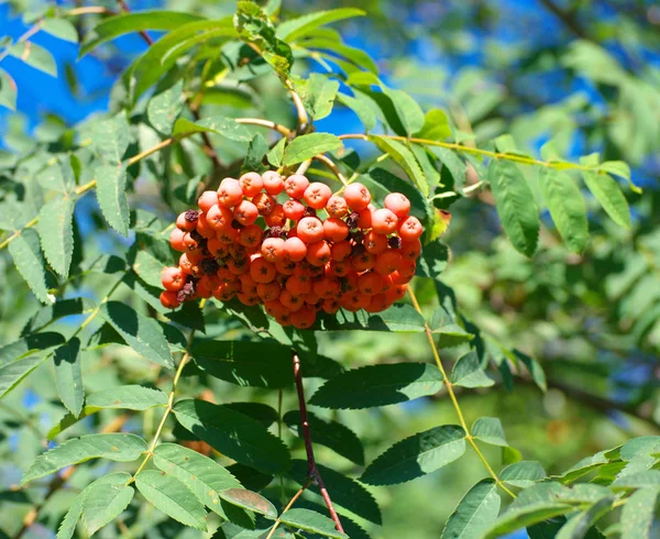 Ashberry op droge zonnige zomerdag — Stockfoto