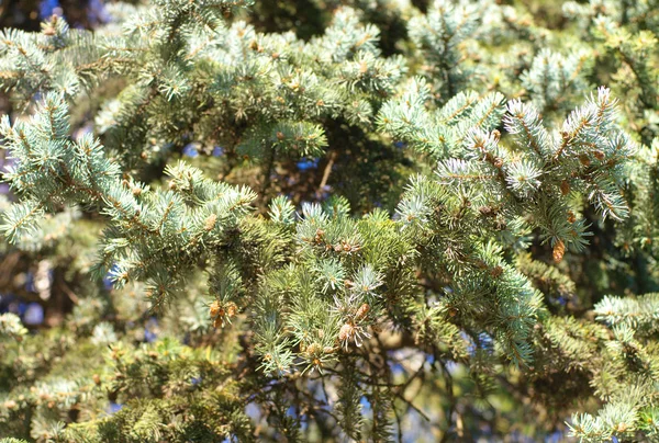 Fir tree at dry day — Stock Photo, Image