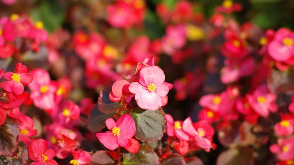 乾燥した日に赤い小さな花 — ストック写真