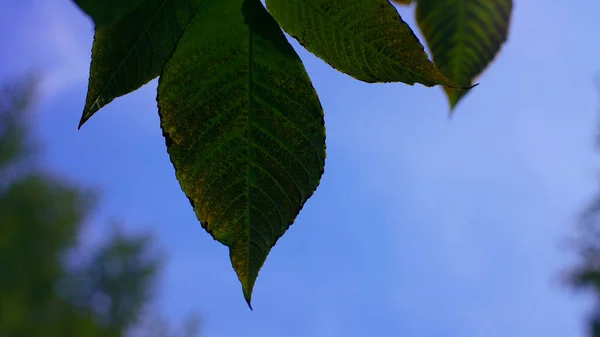 Foglie verdi su sfondo cielo — Foto Stock