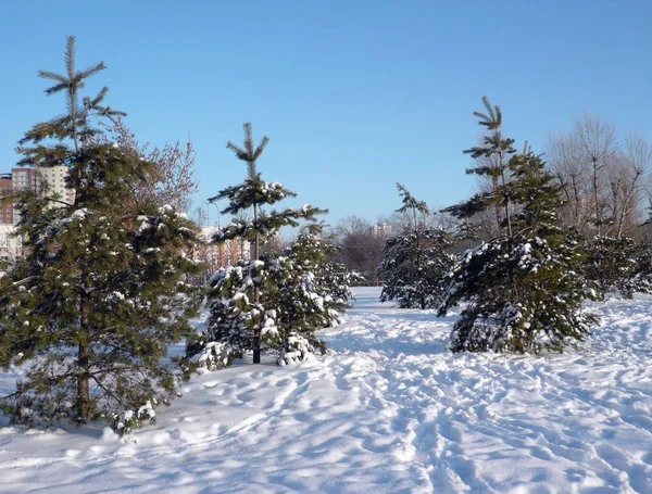 Abete in inverno — Foto Stock