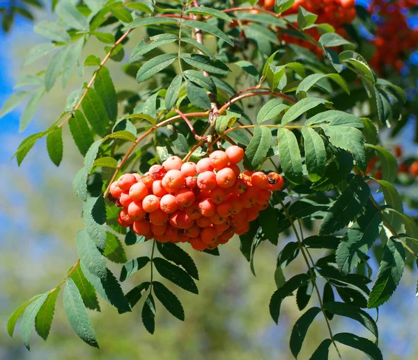 Ashberry at dry sunny summer day — Stock Photo, Image