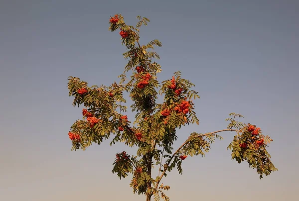Ashberry a giorno soleggiato secco — Foto Stock