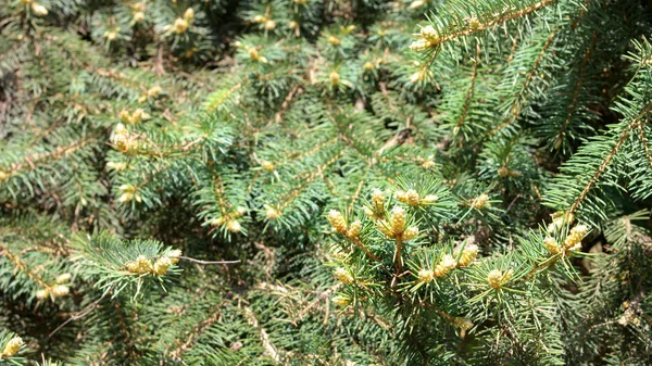 Fir tree at dry day — Stock Photo, Image