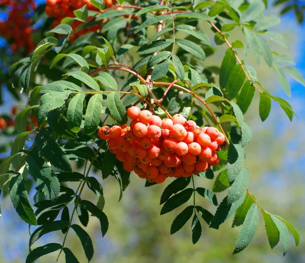 Ashberry at dry sunny summer day — Stock Photo, Image
