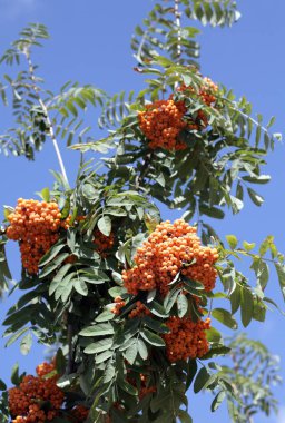 Ashberry ile gökyüzü arka planda, Eylül yapraklar