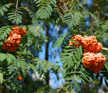 Kuru ve güneşli bir günde Ashberry