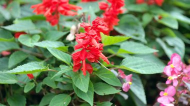 Kuru gün kırmızı küçük çiçekler