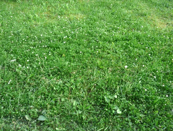 Green clover — Stock Photo, Image