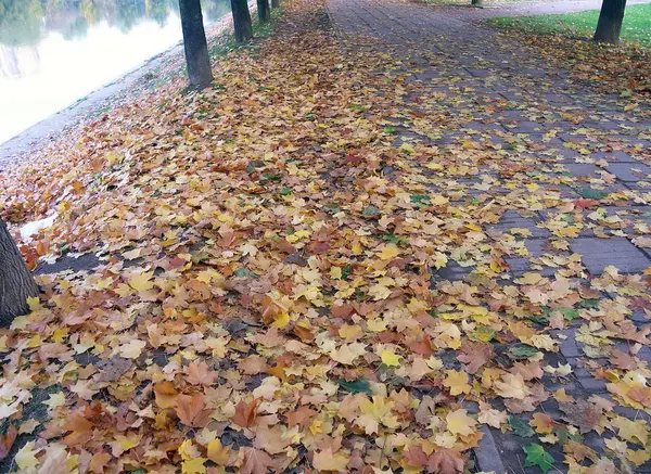 Maple alley — Stockfoto