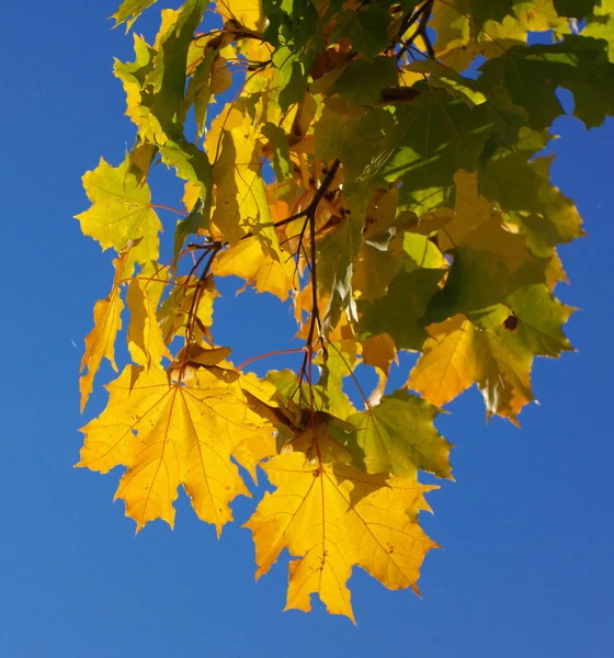 Gelbe Ahornblätter am Baum — Stockfoto