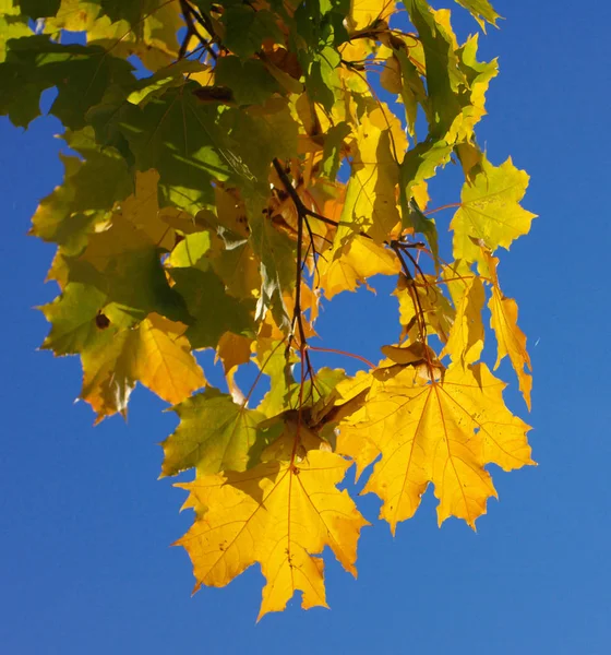 Gelbe Ahornblätter am Baum — Stockfoto