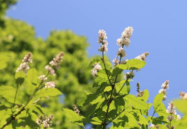 Leylak bahar kuru gün