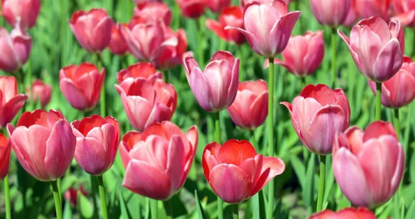 Red Tulip at Spring — Stock Photo, Image