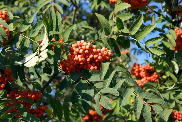 Ashberry at dry sunny day — Stock Photo, Image