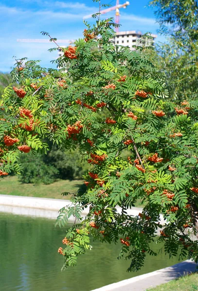 Esche bei trockenem, sonnigem Sommertag — Stockfoto