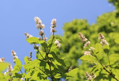 Leylak bahar kuru gün