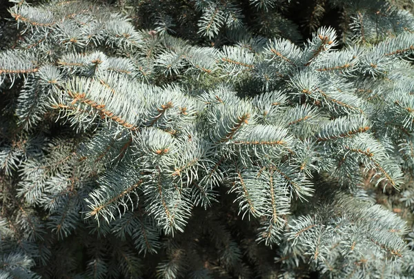 Fir tree at dry day — Stock Photo, Image