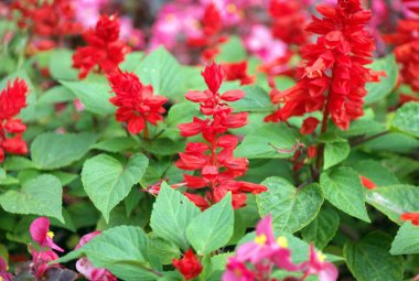 Kuru gün kırmızı küçük çiçekler