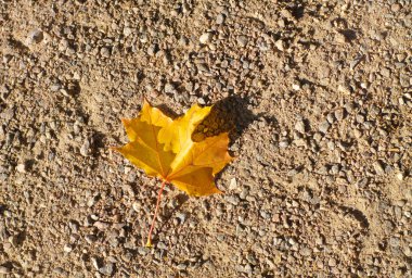 Dünya üzerindeki akçaağaç yaprağı
