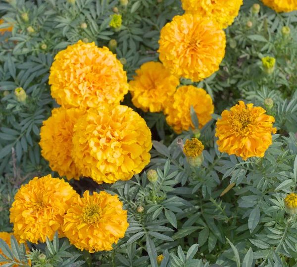 Yellow Flowers at dry day — Stock Photo, Image