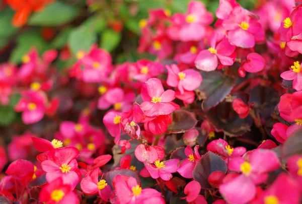 Red little flowers at dry day — Stock Photo, Image