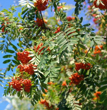 Kuru ve güneşli bir günde Ashberry