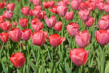 Baharda Kırmızı Lale