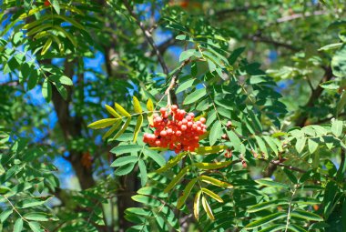 Kuru ve güneşli yaz gününde Ashberry