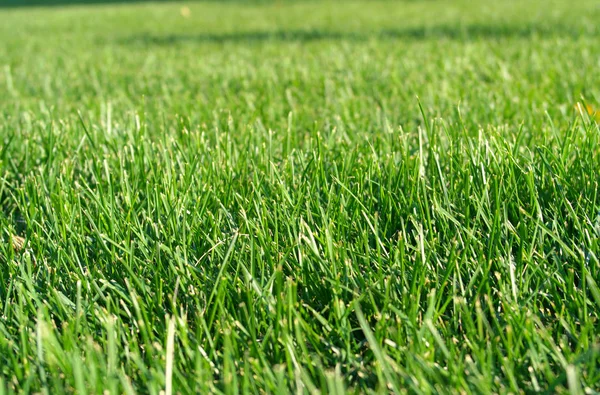 Зеленая трава в сухой день — стоковое фото
