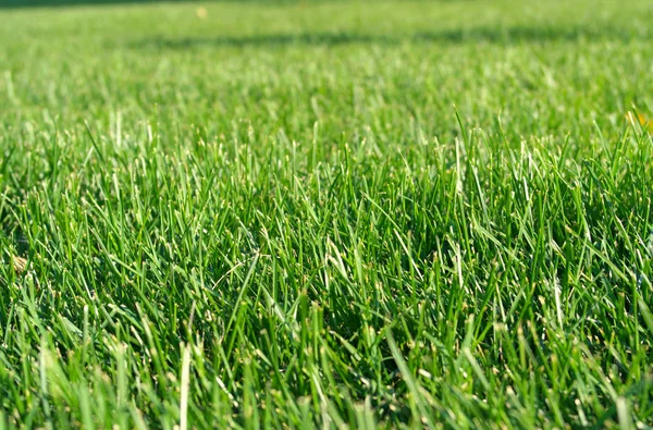 Erba verde al giorno asciutto — Foto Stock