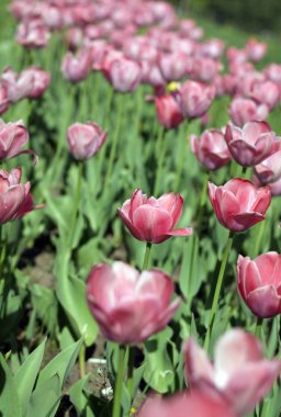 Baharda Kırmızı Lale