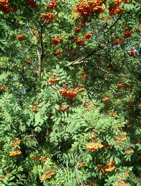 Ashberry à la journée sèche ensoleillée — Photo